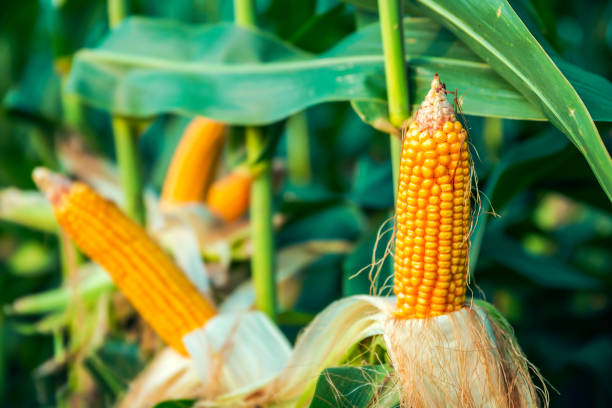 istock The corn plant in the field 1353170910