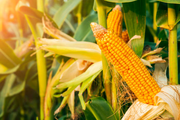istock The corn plant in the field 1353171482