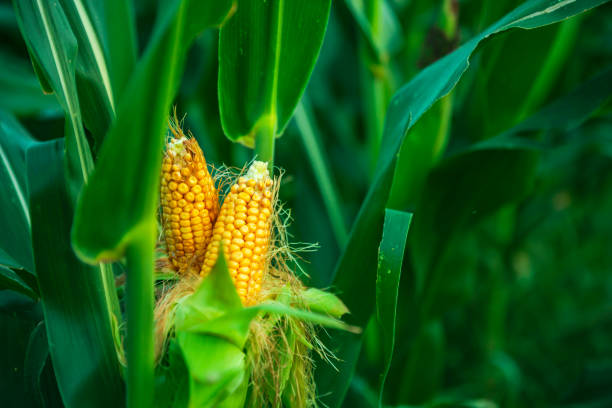 istock The corn plant in the field 1353171483