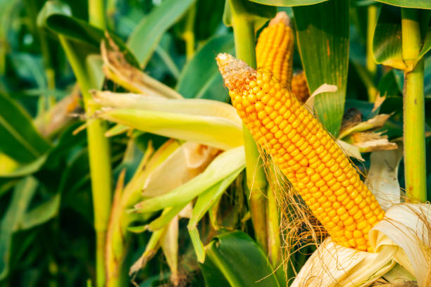 istock The corn plant in the field 1353171502