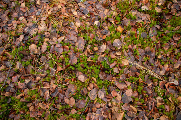 istock Autumn forest background from green moss, coniferous needles, deciduous and coniferous trees, fallen foliage after leaf fall, small evergreen plants, dried fern. 1353173364