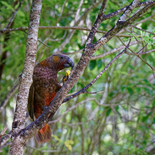 istock Kaka parrot, New Zealand native bird 1353173789