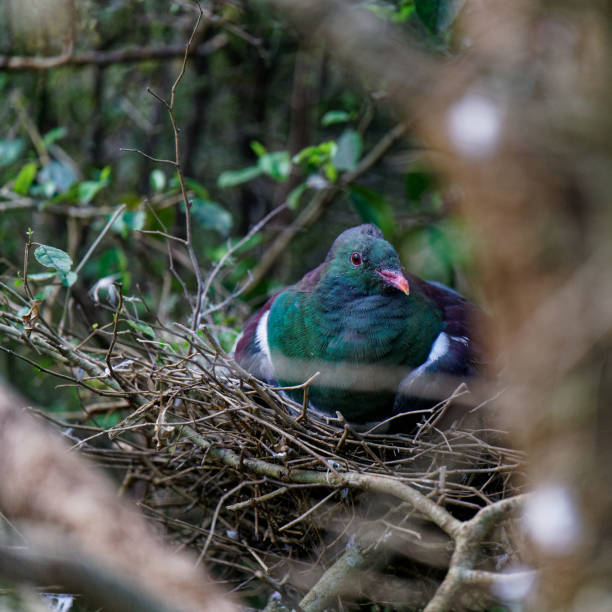 pigeon ramier de nouvelle-zélande (maori: kererå« / kå«kå« / kå«kupa) assis sur le nid. - native bird photos et images de collection