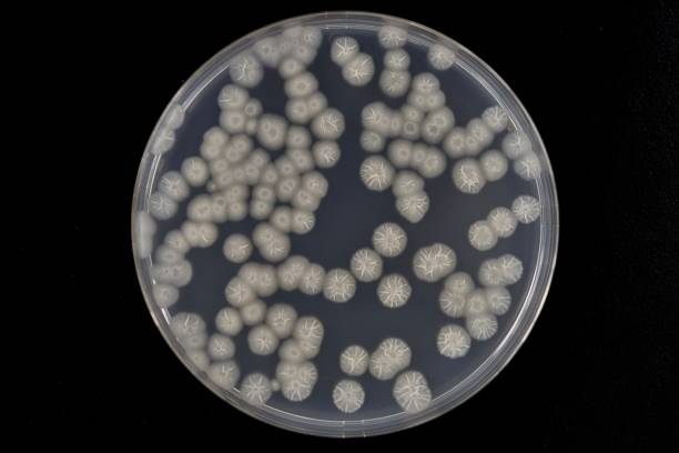 Bacterial colonies (Bacillus subtilis) Bacterial colonies (Bacillus subtilis) bacillus subtilis photos stock pictures, royalty-free photos & images