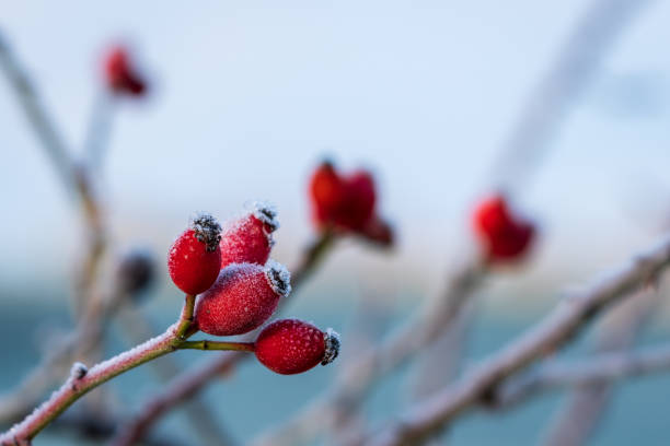 赤いバラの腰は、ホアフロストの氷の結晶で覆われています。ビタミンcの良い自然源。冷ややかな冬の天気の背景。コピースペースでクローズアップ。 - winter close up nature macro ストックフォトと画像