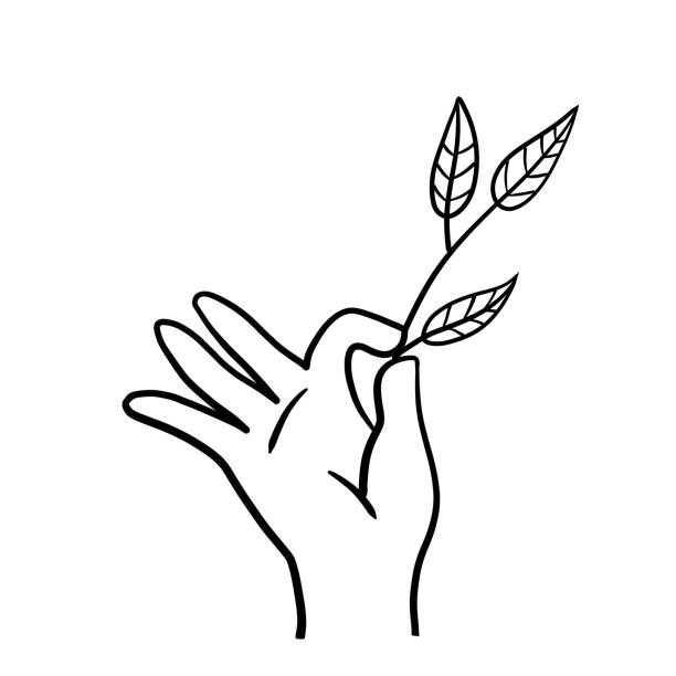 illustrations, cliparts, dessins animés et icônes de main avec branche avec des feuilles. plante fraîche dans le palmier. concept de fraîcheur et de naturel. illustration de croquis doodle - white background beauty and health flower human hand