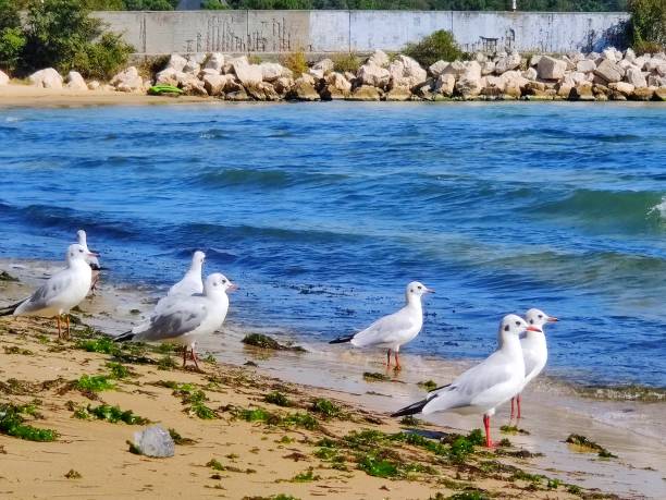 istock Varna - BG and Black sea 1353180482