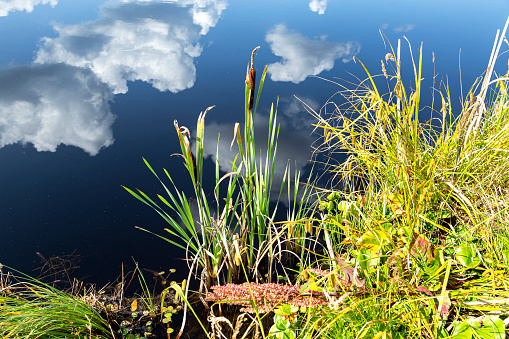 Bulrushes growing on the shore of a lake on a sunny summer day with clouds reflecting in the water
