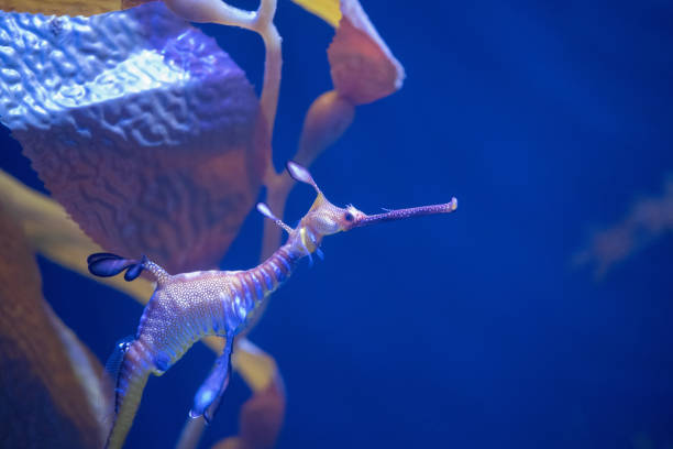 istock Sea Horse 1353181389