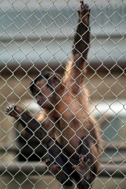 istock a little monkey hanging on a fence 1353184077