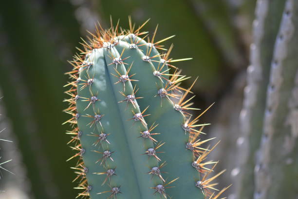 istock Queen of the night, Cereus repandus 1353184084