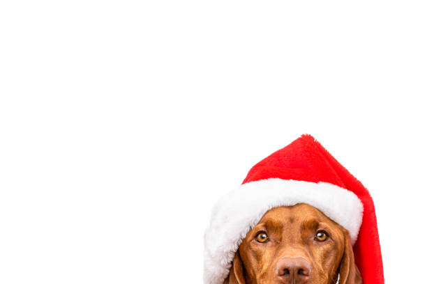 Large dog looks at camera while wearing a Santa hat. Photo is isolated on a white background.