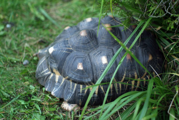 istock turtle sleeps on the grass in the zoo 1353184951