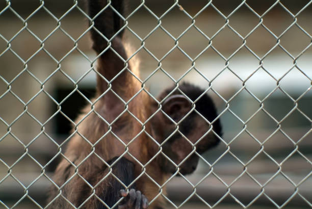 istock a little monkey hanging on a fence 1353185133