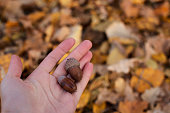 Two acorns in the palm of your hand. autumn background. yellow background of leaves