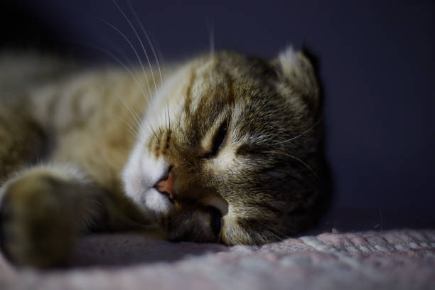 istock Cute and beautiful kitten sleeps on the bed at night 1353187264