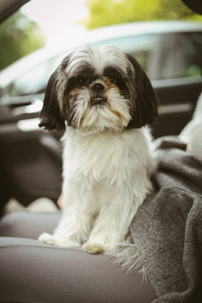 istock small dog in the girl's lap 1353187893