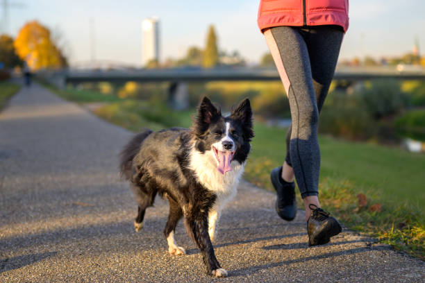 istock Happy little black and white Border Collie dog 1353188109