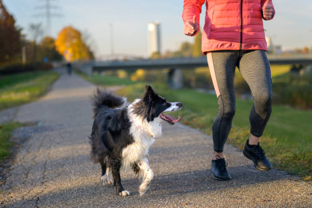 istock Happy Border Collie going for a run with his female owner 1353188214