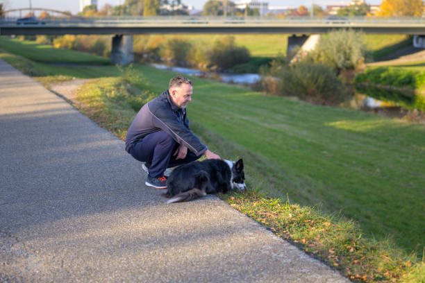 istock Middle-aged man kneeling down to pet his Border Collie dog 1353188294
