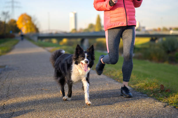 istock Happy little black and white Border Collie dog 1353188300