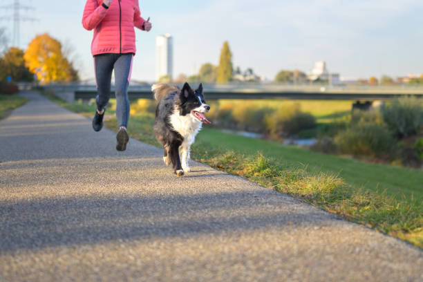 Low angle view of a Border Collie running with its owner