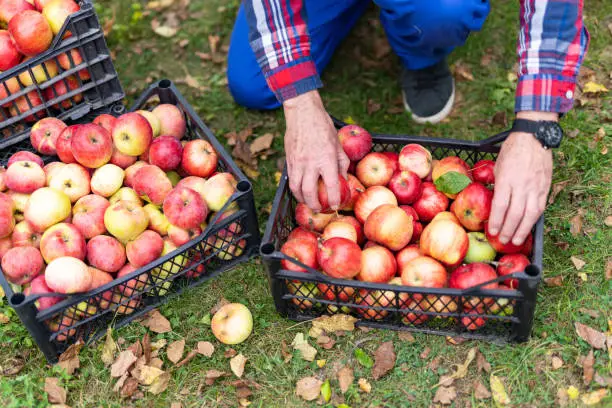 Freshly-picked red ripe organic apples in the boxes. Hands of a farmer who grew apple-trees and picked up fruit. Boxes of apple harvest in the garden.