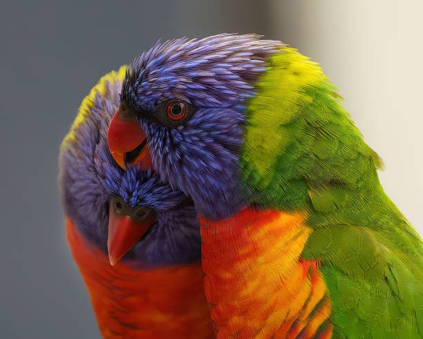 Lorikeet Cuddles in the rain Two Australian Rainbow Lorikeets cuddle to keep warm in the rain lorikeet stock pictures, royalty-free photos & images