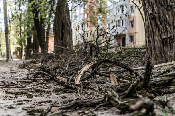 istock Nature disease with broken tree branches. Environmental destruction landscapes. 1353189395