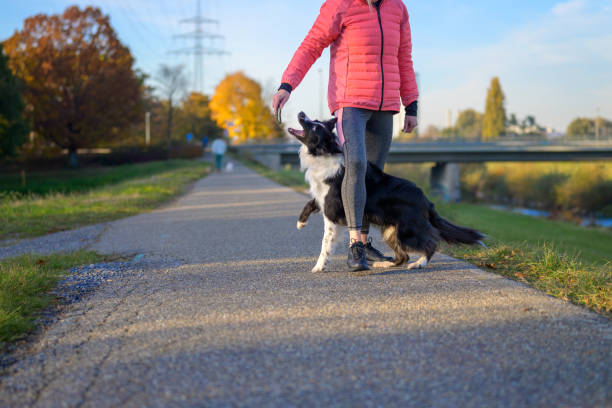 istock Loving woman playing with her Border Collie dog 1353190886