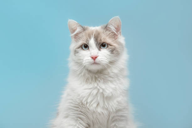 istock Portrait of a beautiful funny cat on a blue background. 1353190894