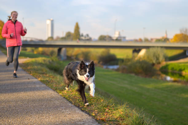 istock Boisterous Border Collie dog galloping along footpath at sunset 1353190936
