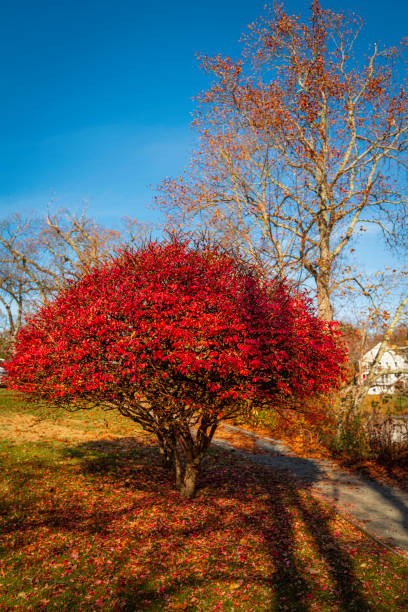 Burning Bush tree in the park. Autumn foliage of vibrant colors in the Brewster Gardens in Plymouth, Massachusetts. winged spindletree stock pictures, royalty-free photos & images