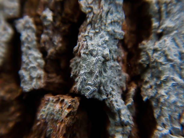 Tree bark close-up photography, macro photography selective focus
