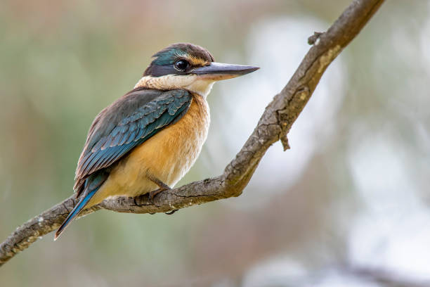 Sacred Kingfisher (Todiramphus sanctus) Sacred Kingfisher (Todiramphus sanctus) todiramphus sanctus stock pictures, royalty-free photos & images