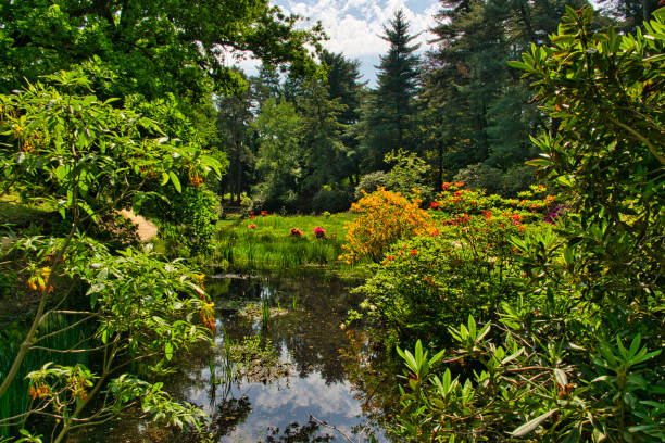 istock Rhododendron park in Kromlau Rhododendron different colors and different varieties 1353192279