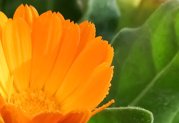 istock A bright calendula flower framed by green leaves. 1353192302