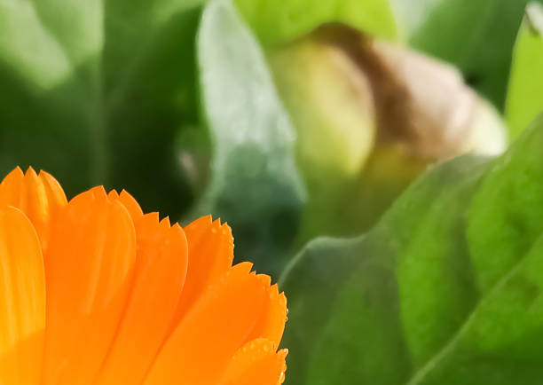 istock A bright calendula flower framed by green leaves. 1353192318