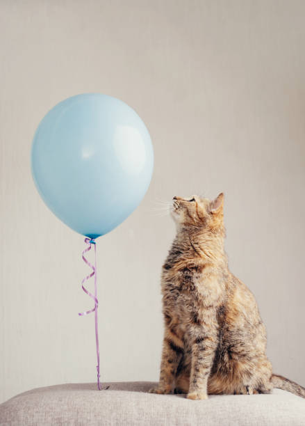 Curious cat examines a helium balloon. The pet sits on the couch against the backdrop of a white wall.