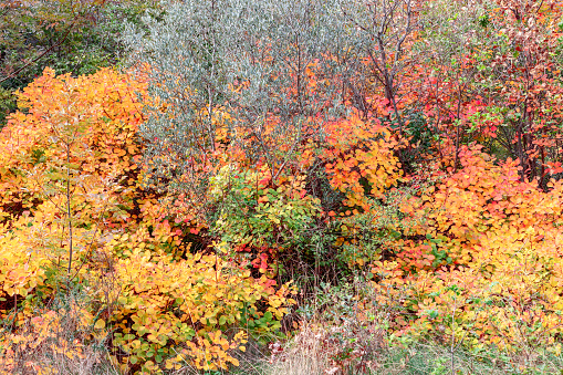 aquatic plants in the late autumn in a park