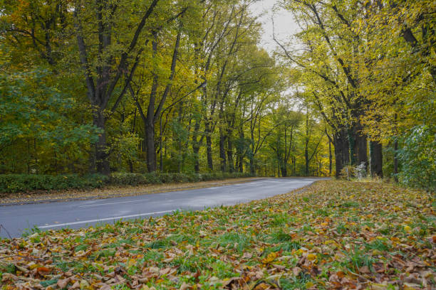 istock Street in fall with trees, colorful leaves and sunlight 1353194379