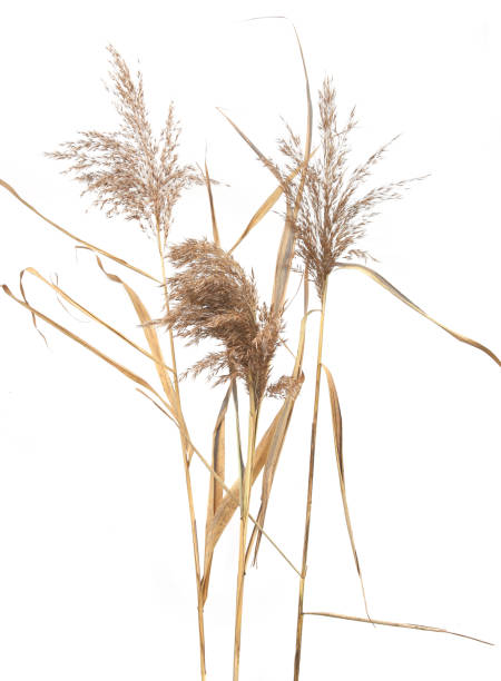 istock Dry reeds isolated on white background. 1353194705