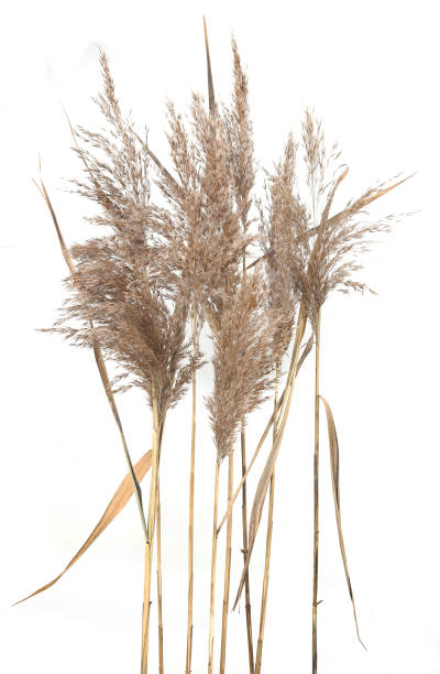 istock Dry reeds isolated on white background. 1353194714