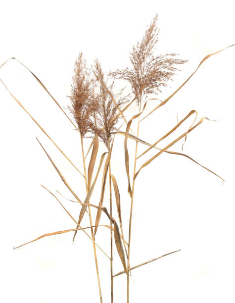 istock Dry reeds isolated on white background. 1353194724