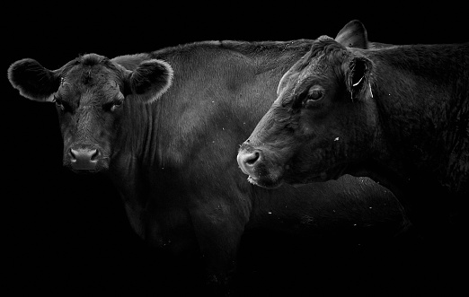 Side view close-up of two black German Angus cows isolated on black background with copy space.