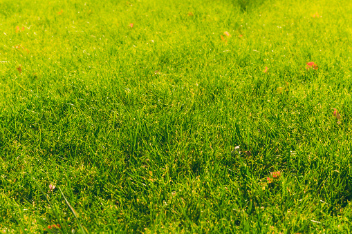 Green lawn. On a sunny summer day