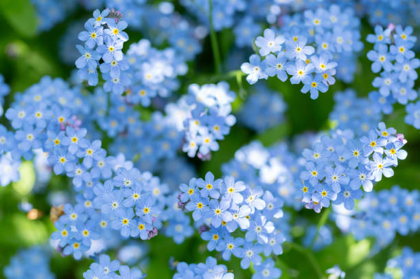 istock Forget-me-not flowers in a garden, top view 1353197125