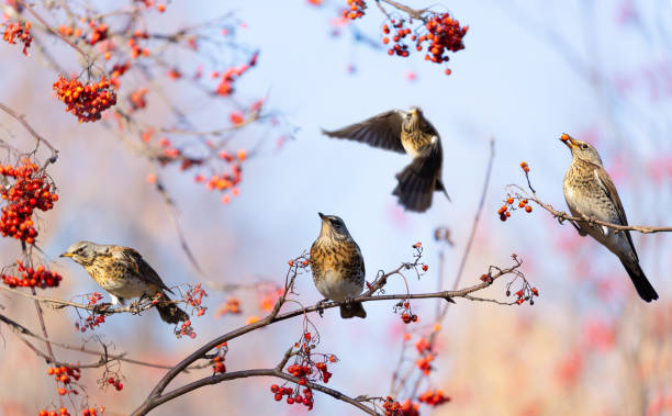 istock Group of birds eating  berries on rowan tree. Fieldfare (Turdus pilaris) 1353197126