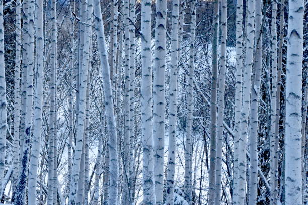 istock Hoarfrost frozen window 1353197175