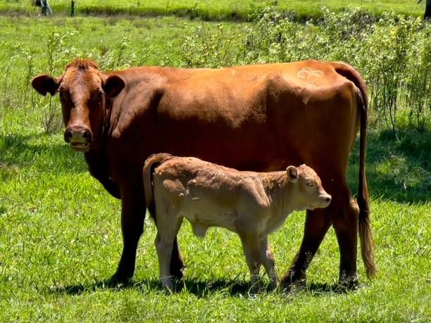 istock Cow and Calf 1353197693